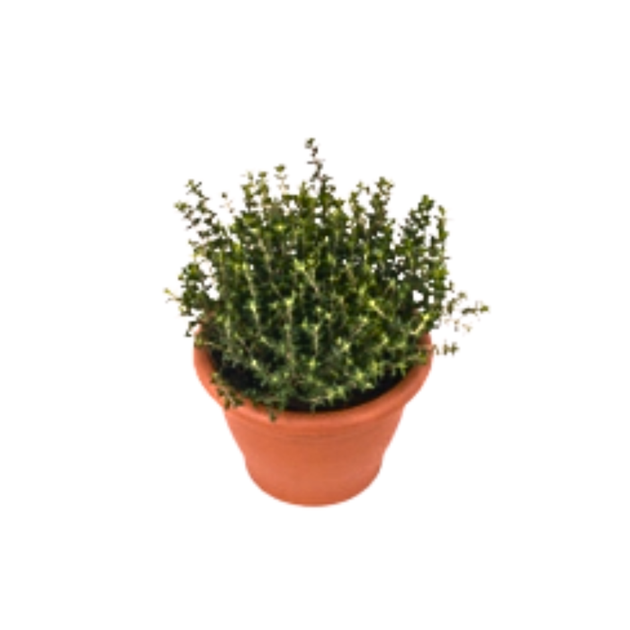 <h4>Thymus vulgaris</h4>