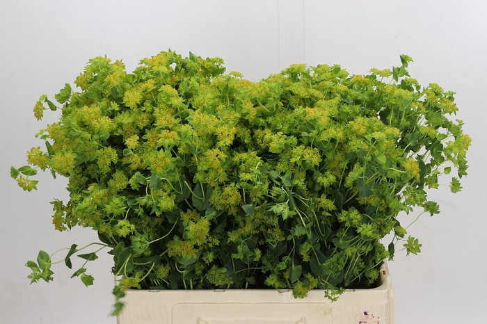 <h4>Bupleurum Griffithii</h4>