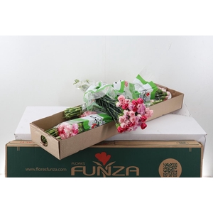 Di St Rainbow Pink Box