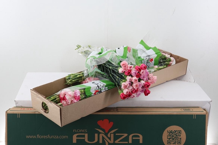 <h4>Di St Rainbow Pink Box</h4>