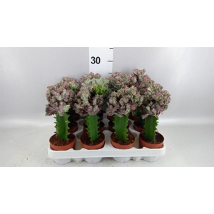 Euphorbia lactea