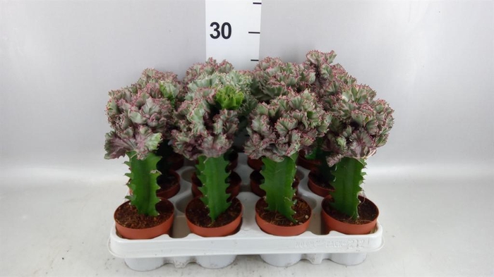 <h4>Euphorbia lactea</h4>
