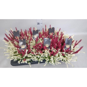 Calluna vulg. 'Beauty L CCrow' ..mx