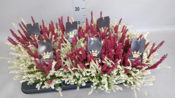 <h4>Calluna vulg. 'Beauty L CCrow' ..mx</h4>