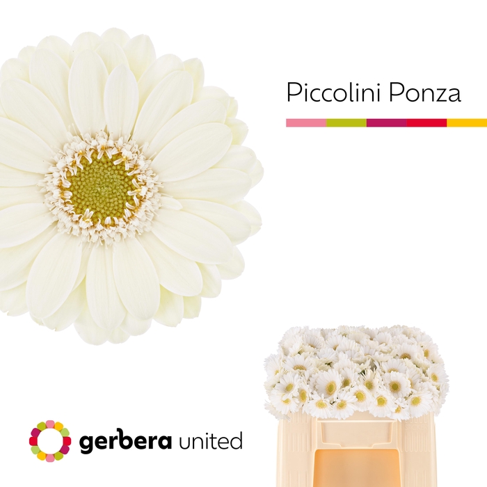 <h4>Nano Ponza Water</h4>