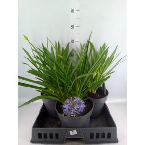 Agapanthus TR 'Dr. Brouwer'