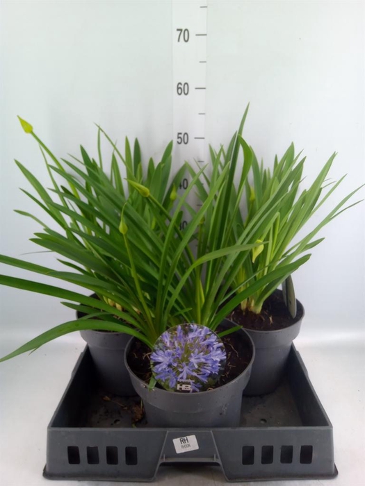 <h4>Agapanthus TR 'Dr. Brouwer'</h4>