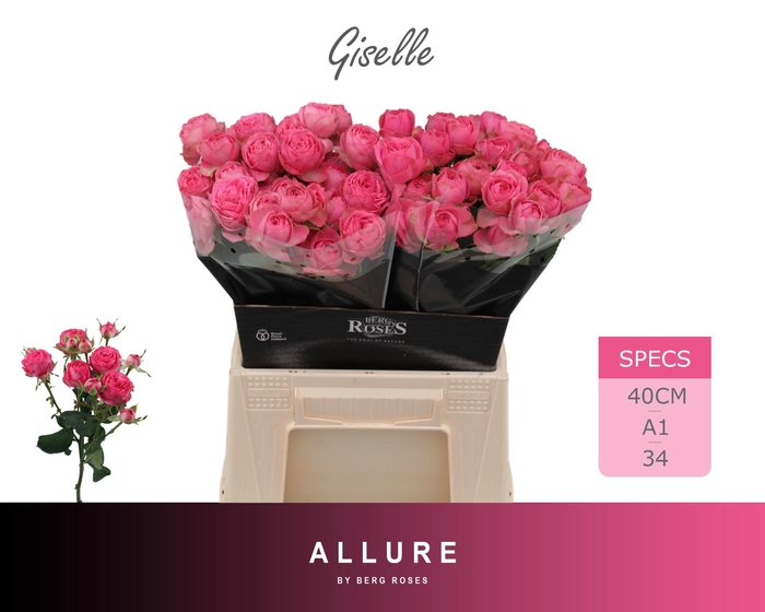 <h4>R TR GISELLE!</h4>