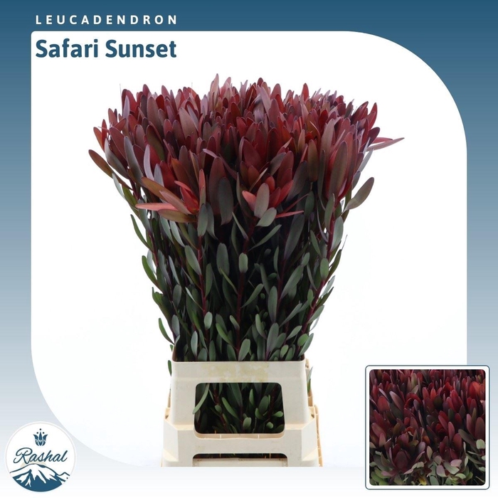 Leucadendron Safari Sunset