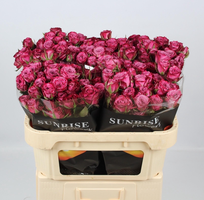 <h4>R TR PURPLE QUEEN</h4>