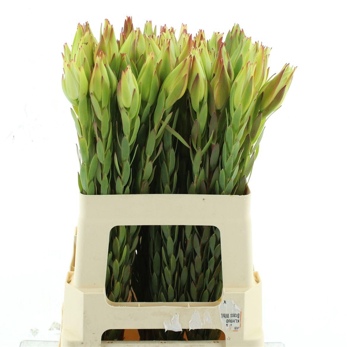 <h4>Leucad African Tulip</h4>