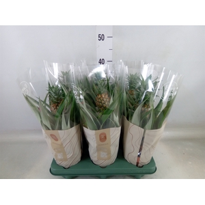 Ananas  'Mi Amigo'