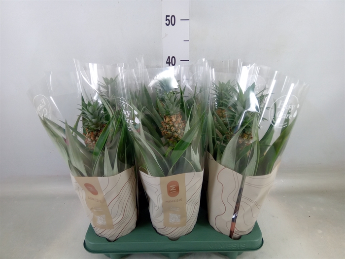 <h4>Ananas  'Mi Amigo'</h4>