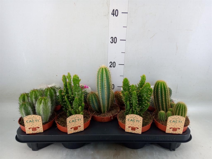 <h4>Cactus ...mix</h4>