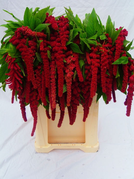 <h4>AMAR CA ROSARY</h4>