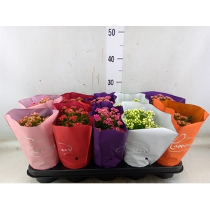 Kalanchoe blos.   ..rosebud rs fl 5