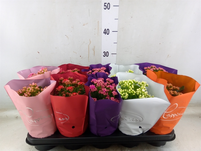 <h4>Kalanchoe blos.   ..rosebud rs fl 5</h4>
