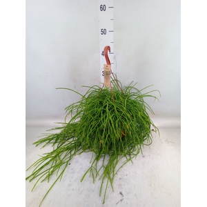 Rhipsalis   ...