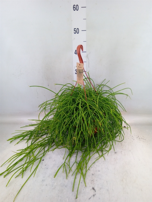 <h4>Rhipsalis   ...</h4>
