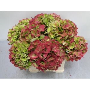 HYDR M ROY PALACE CL