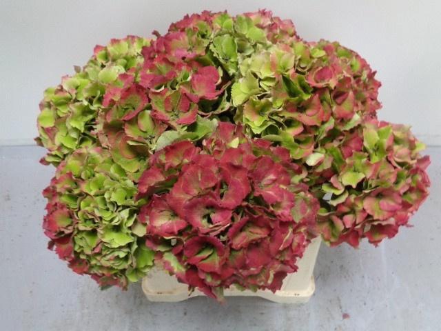 <h4>HYDR M ROY PALACE CL</h4>