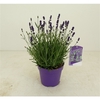 Lavandula angustifolia 'Hidcote'