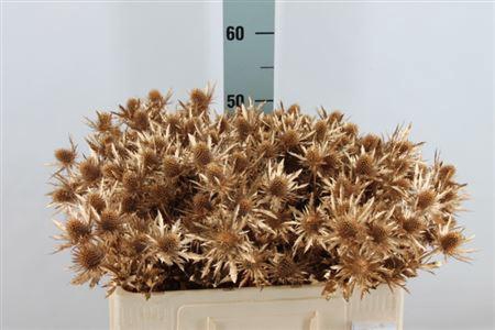 <h4>Eryngium Klb Antiek Gold X40</h4>