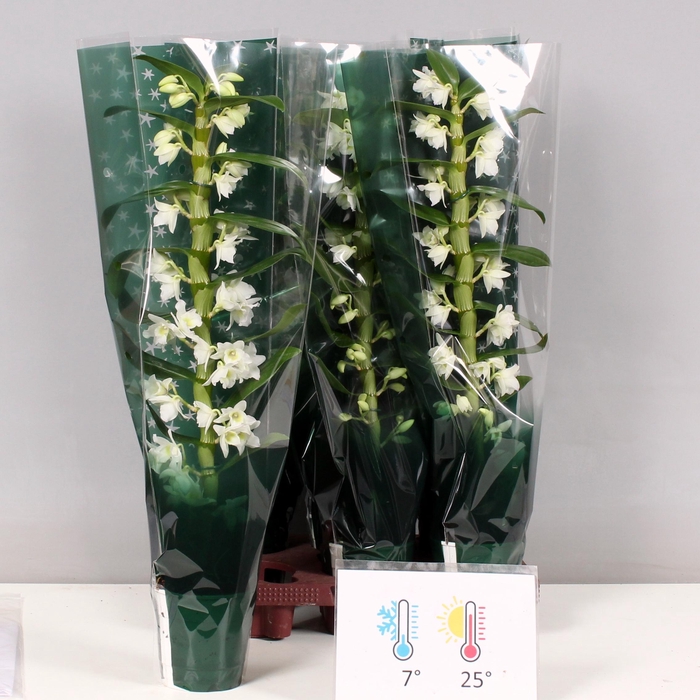 <h4>DENDR N SC APOLLON</h4>