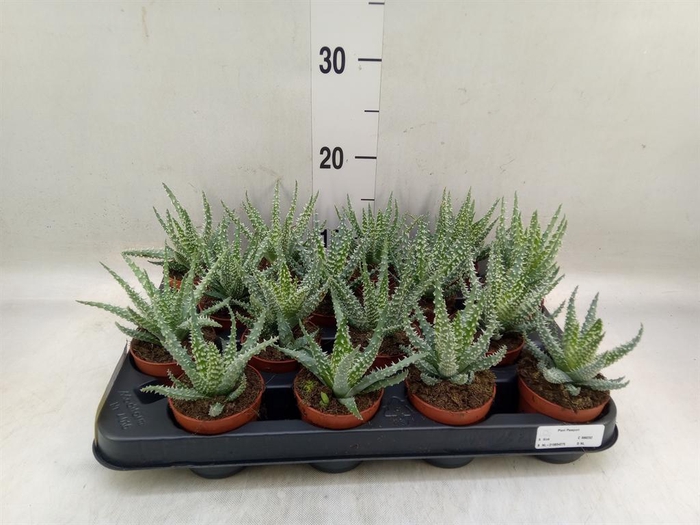 <h4>Aloe humilis</h4>