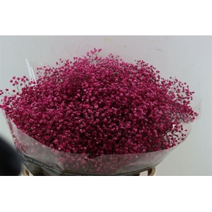 Gyps Grof Fuchsi (dip)