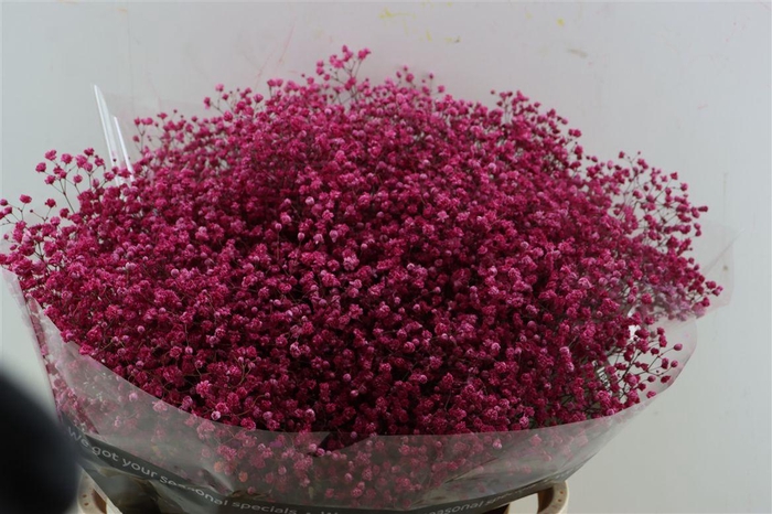 <h4>Gyps Grof Fuchsi (dip)</h4>