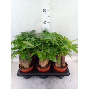 Pachira aquatica