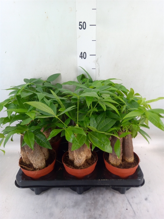 <h4>Pachira aquatica</h4>