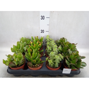 Crassula   ...mix