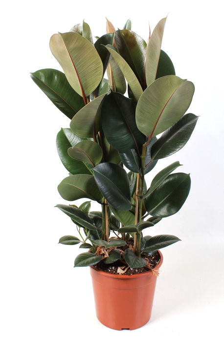 <h4>Ficus elastica Robusta 27 cm</h4>