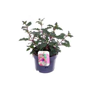 Fuchsia Beacon