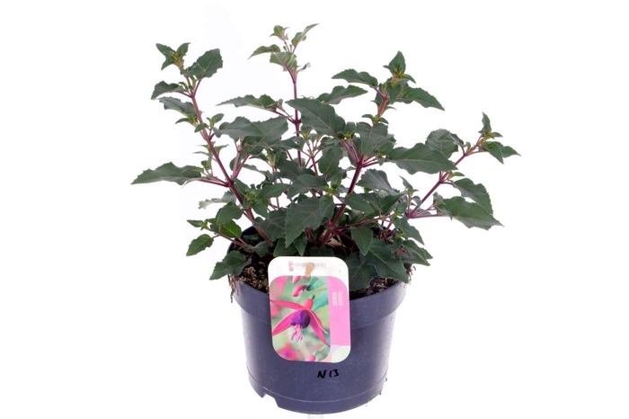 <h4>Fuchsia Beacon</h4>