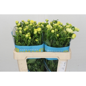 Ranunculus Butterfly Litai