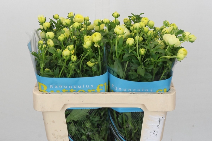 <h4>Ranunculus Butterfly Litai</h4>