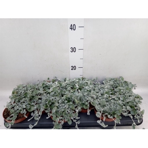 Dichondra argentea 'Silver Falls'