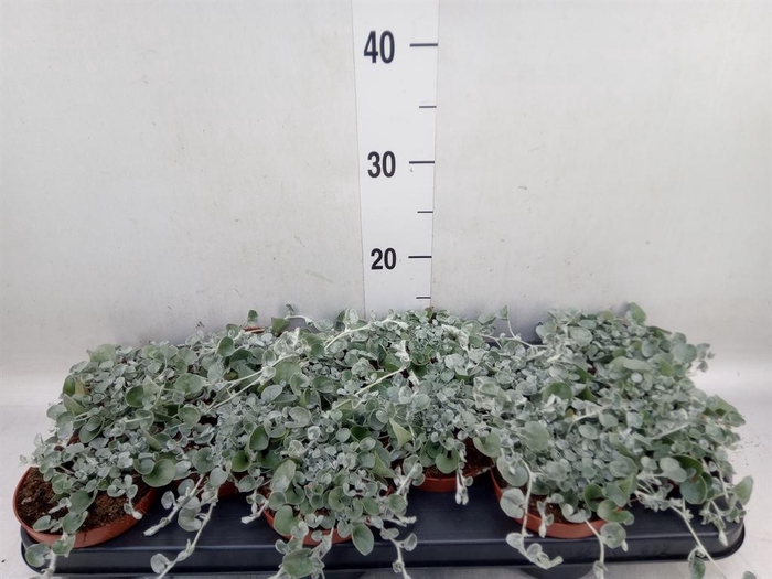 <h4>Dichondra argentea 'Silver Falls'</h4>