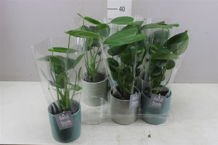 <h4>Monstera Deliciosa Tess Keramiek</h4>