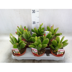 Opuntia
