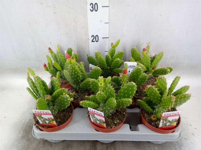 <h4>Opuntia</h4>
