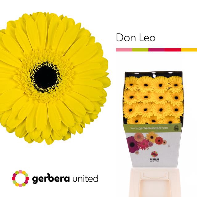 Gerbera diamond don leo