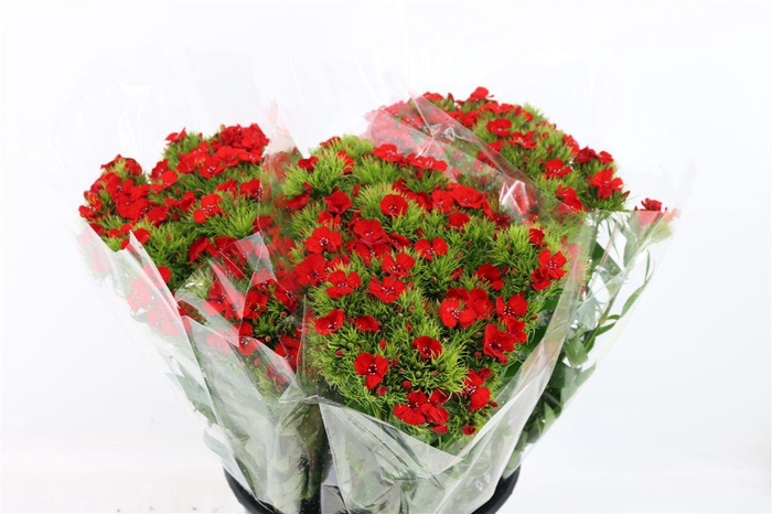 <h4>Di Barb Red</h4>