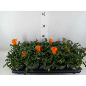 Gazania splen. 'Giant Deep Orange'