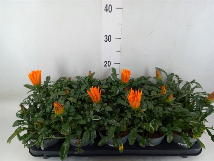 <h4>Gazania splen. 'Giant Deep Orange'</h4>