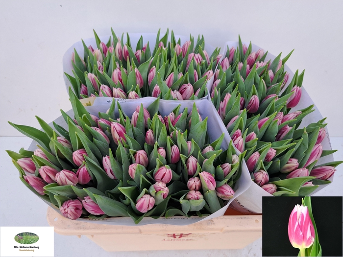 <h4>TU EN BOJANGLES</h4>