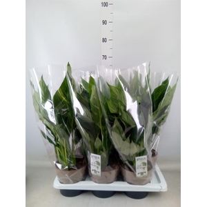 Spathiphyllum  'Diamond'